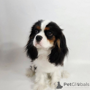 Photo №2 de l'annonce № 155572 de la vente cavalier king charles spaniel - acheter à Pays Bas annonce privée
