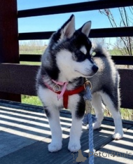 Photo №1. alaskan klee kai - à vendre en ville de Mauvais münsteerefel | 560€ | Annonce №166060