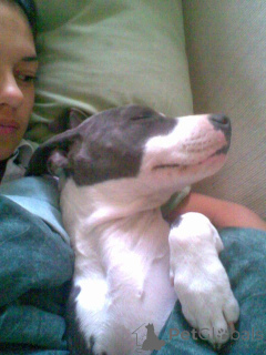 Photo №1. american pit bull terrier - à vendre en ville de Антверпен | négocié | Annonce №139924