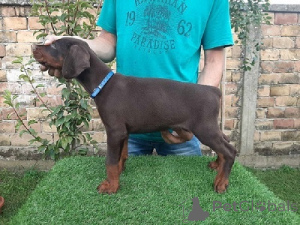Photo №1. dobermann - à vendre en ville de Sremska mitrovica | négocié | Annonce №177520