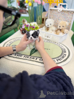 Photo №3. Chiots Chihuahua mignons, amis fidèles en taille mini. Allemagne