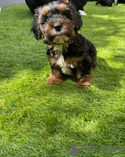 Photo №1. chien bâtard - à vendre en ville de Bamberg | Gratuit | Annonce №117577