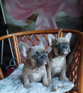 Photo №4. Je vais vendre bouledogue en ville de Minsk. annonce privée - prix - 563€