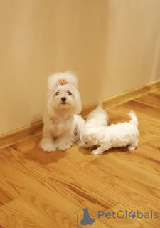 Photo №1. bichon maltais - à vendre en ville de Extrême | 500€ | Annonce №159437