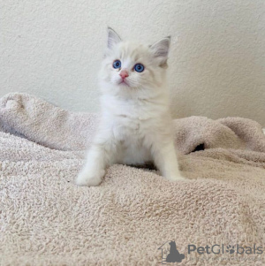 Photo №1. ragdoll - à vendre en ville de Castro Valley | 331€ | Annonce № 108604