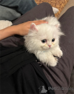 Photo №2 de l'annonce № 153197 de la vente munchkin - acheter à Allemagne 