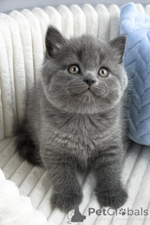 Photo №1. british shorthair - à vendre en ville de Joondalup | 2809€ | Annonce № 175400