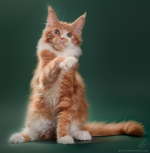 Photo №2 de l'annonce № 4894 de la vente maine coon - acheter à Fédération de Russie de la fourrière