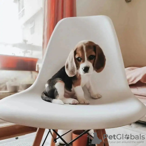 Photo №1. beagle - à vendre en ville de Berlin | négocié | Annonce №68905