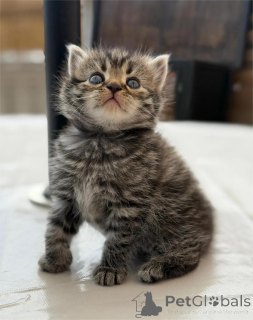 Photo №1. persan - à vendre en ville de Delmenhorst | 350€ | Annonce № 153070