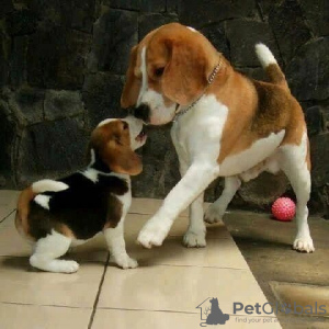 Photo №1. beagle - à vendre en ville de Франкфурт-на-Майне | 360€ | Annonce №124533