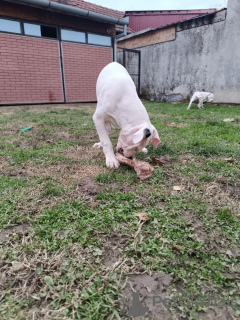 Photo №3. Chiots Dogue Allemand. Serbie