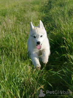 Photo №4. Je vais vendre chien à loutre en ville de Belgrade.  - prix - négocié