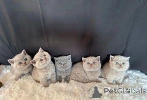 Photo №1. british shorthair - à vendre en ville de Friskala | 339€ | Annonce № 169249