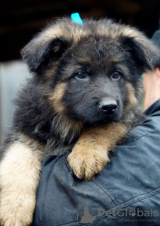 Photos supplémentaires: Magnifiques chiots berger allemand à poil long.