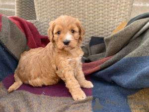 Photo №2 de l'annonce № 42357 de la vente chien à loutre - acheter à Allemagne 