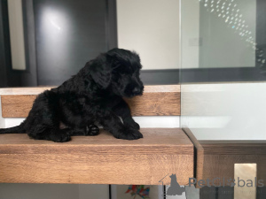 Photo №1. schnauzer géant - à vendre en ville de Ver | négocié | Annonce №173105