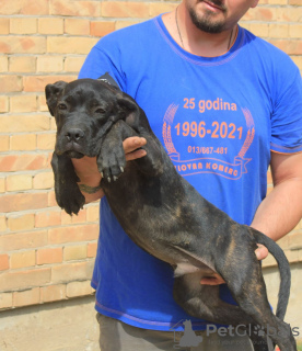 Photo №3. Chiots Cane Corso. Serbie