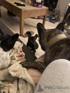Photo №2 de l'annonce № 166053 de la vente bouledogue - acheter à Allemagne 