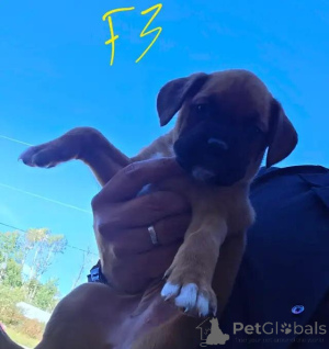Photo №2 de l'annonce № 176315 de la vente chien bâtard - acheter à Belgique annonce privée