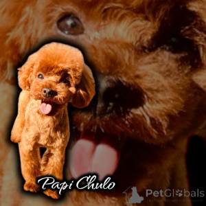 Photo №4. Je vais vendre caniche (nain) en ville de Kontich. annonce privée - prix - 3000€