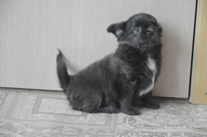 Photo №2 de l'annonce № 5975 de la vente chihuahua - acheter à Fédération de Russie annonce privée