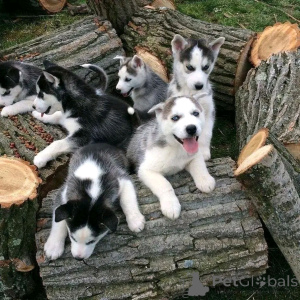 Photo №2 de l'annonce № 140567 de la vente husky de sibérie - acheter à Albanie annonce privée