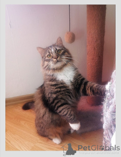 Photo №2 de l'annonce № 138735 de la vente  - acheter à Biélorussie annonce privée