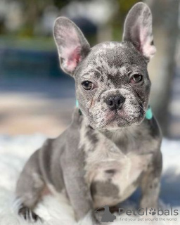 Photo №1. bouledogue - à vendre en ville de Derby | 360€ | Annonce №123215