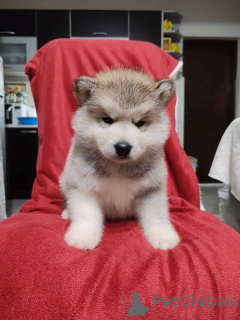 Photo №1. malamute de l'alaska - à vendre en ville de Bachka-palanka | négocié | Annonce №159165