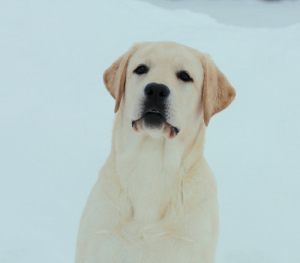 Photo №4. Je vais vendre labrador retriever en ville de Moscou. de la fourrière - prix - Négocié