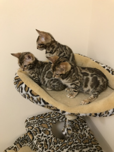 Photos supplémentaires: Les chatons du Bengale attendent leurs nouveaux parents !!!