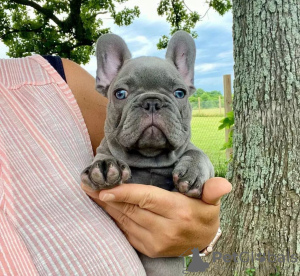 Photo №1. bouledogue - à vendre en ville de San Diego | 227€ | Annonce №110717