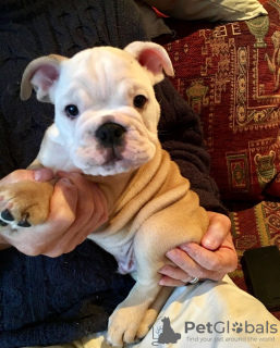 Photo №1. bulldog anglais - à vendre en ville de Plymouth | 450€ | Annonce №115407