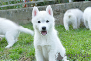 Photo №1. husky de sibérie - à vendre en ville de Belgrade | 1000€ | Annonce №119255