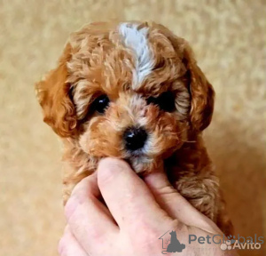 Photo №2 de l'annonce № 162528 de la vente maltipu - acheter à La Grande-Bretagne éleveur