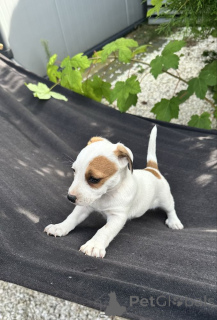 Photo №3. Jack Russell Welpen jetzt verfügbar. Suisse
