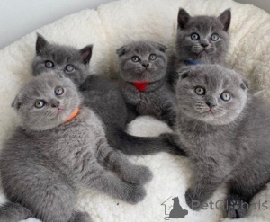 Photo №2 de l'annonce № 155827 de la vente scottish fold - acheter à Pologne 