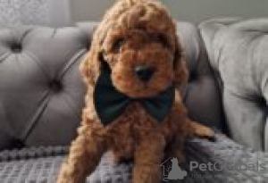 Photo №2 de l'annonce № 129141 de la vente cocker américain - acheter à La finlande éleveur