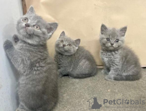 Photo №1. british shorthair - à vendre en ville de Вислох | 300€ | Annonce № 96085