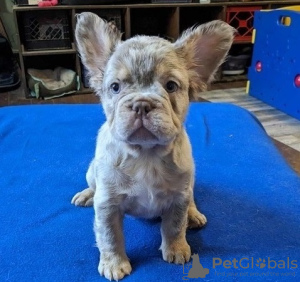 Photo №2 de l'annonce № 82167 de la vente bouledogue - acheter à France éleveur