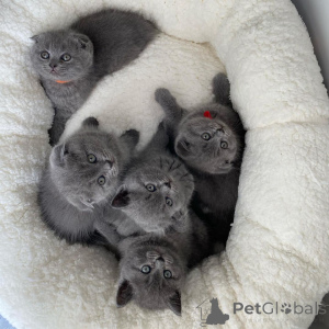 Photo №4. Je vais vendre british shorthair en ville de Milan. annonce privée - prix - négocié