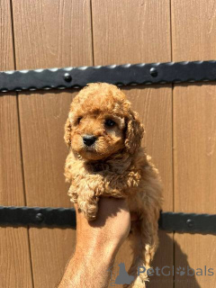 Photo №4. Je vais vendre caniche (jouet) en ville de Werbass.  - prix - Gratuit