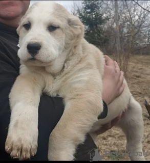 Photo №4. Je vais vendre chien bâtard en ville de Боровец. de la fourrière, éleveur - prix - 650€