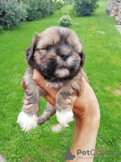 Photo №2 de l'annonce № 70366 de la vente shih tzu - acheter à Lituanie annonce privée, de la fourrière, éleveur