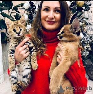 Photos supplémentaires: chatons ocelot , serval et caracal disponibles