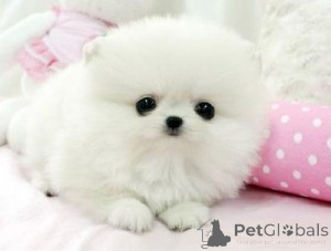 Photo №2 de l'annonce № 143476 de la vente biewer yorkshire terrier, spitz nain - acheter à Canada annonce privée