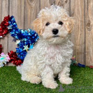 Photo №3. Mason Male Maltipoo Puppy âgé de 9 semaines prêt pour sa maison pour toujours. Allemagne
