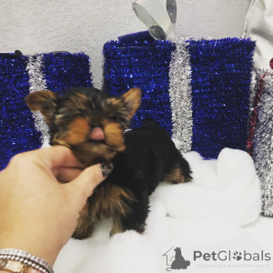 Photo №1. yorkshire terrier - à vendre en ville de Fournaise de Pennsylvanie | négocié | Annonce №149977