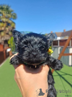 Photo №3. Vous cherchez une nouvelle maison? Seltene schwarze Yorkshire Terrier Welpen. Allemagne